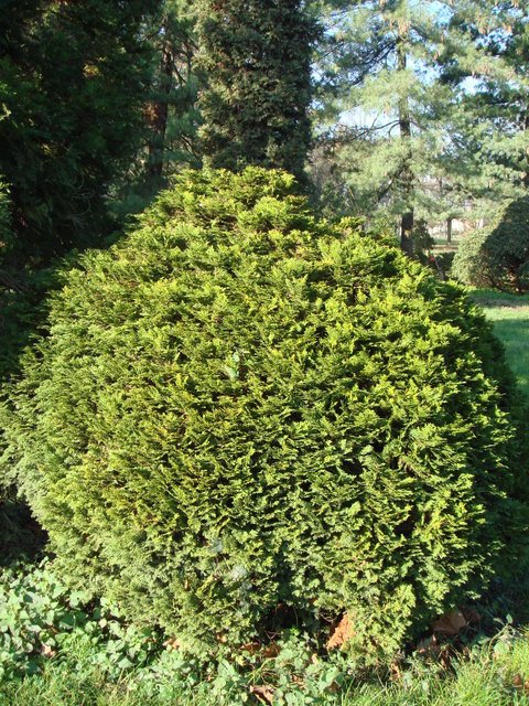 Chamaecyparis lawsoniana 'Minima'